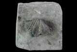 Brachiopod (Mucrospirifer) Fossil - Windom Shale, NY #95951-1